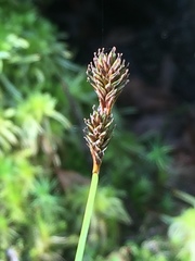 Carex lachenalii