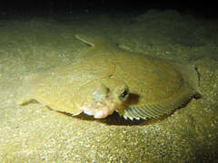Pelotretis flavilatus