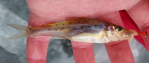Silver chub (Percopsis omiscomaycus) — Percopsidae — 3