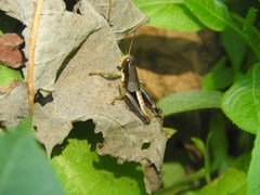 Huastecacris truncatipennis