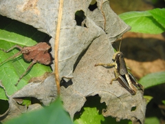 Huastecacris truncatipennis