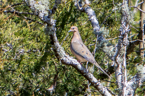 Mourning Dove photographed in Tennessee