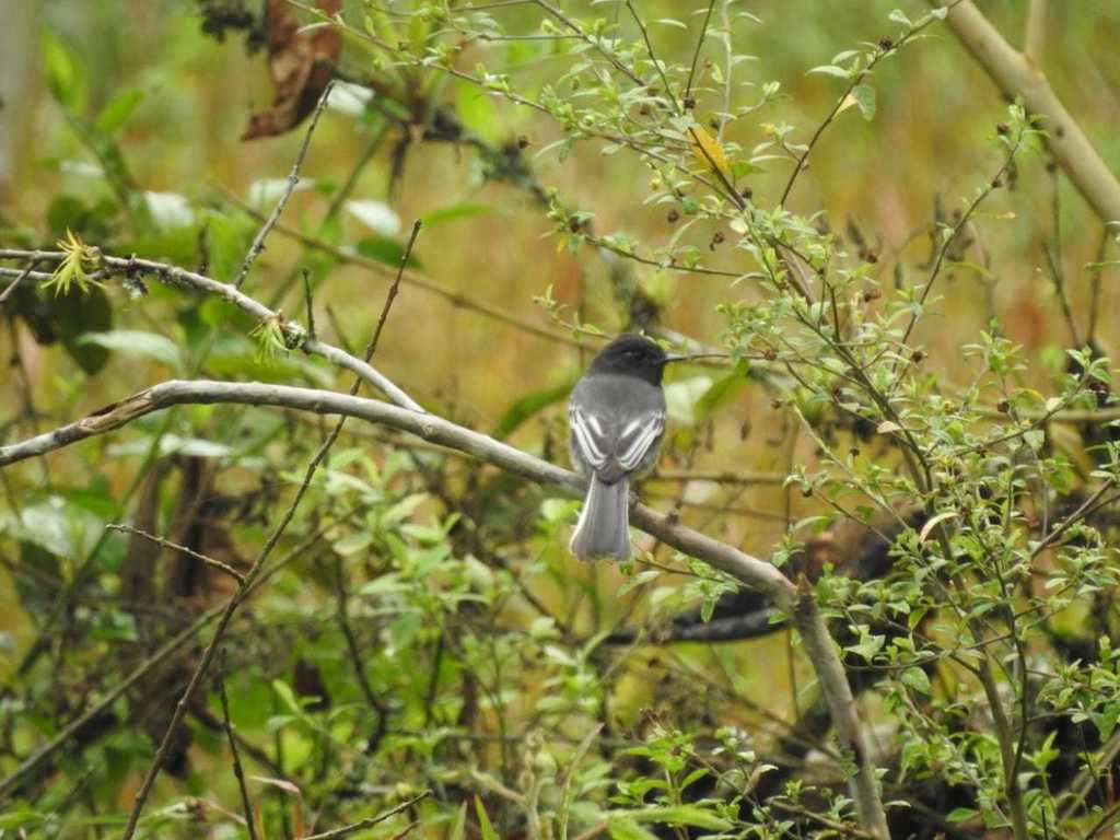 Papamoscas negro (Avifauna del Valle de Laboyos ) · iNaturalist