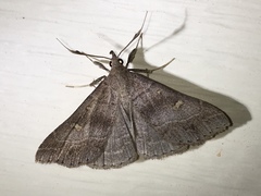 Renia flavipunctalis