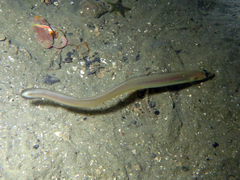 Gnathophis habenatus