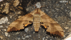 Marumba maackii