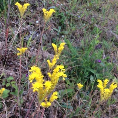 Petrosedum forsterianum
