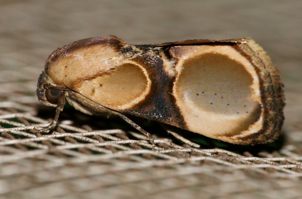 Thyatirina achatina