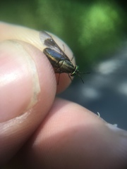 Chrysops univittatus