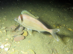 Nemadactylus macropterus