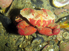 Eurynolambrus australis