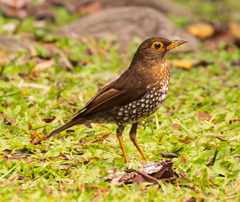 Forest Thrush photo 4