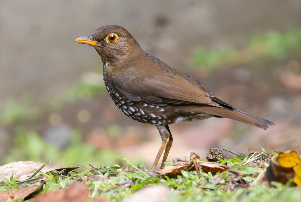Forest Thrush