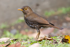 Forest Thrush photo 1