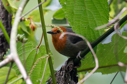 Winifred's Warbler (Scepomycter winifredae), photo 3