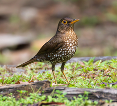 Forest Thrush photo 2