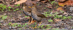 Forest Thrush photo 3