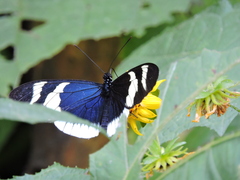 Heliconius eleuchia