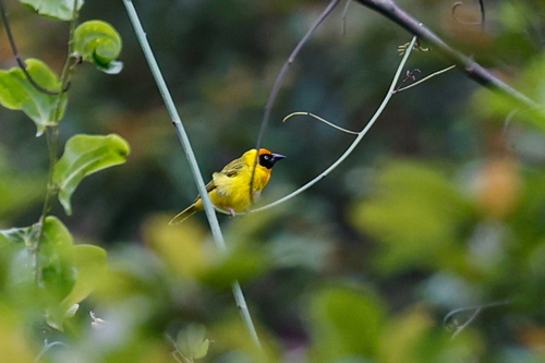 Bertram's Weaver (Ploceus bertrandi), photo 3