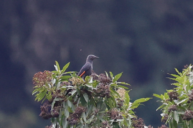 Slender-billed Starling (Onychognathus tenuirostris), photo 1