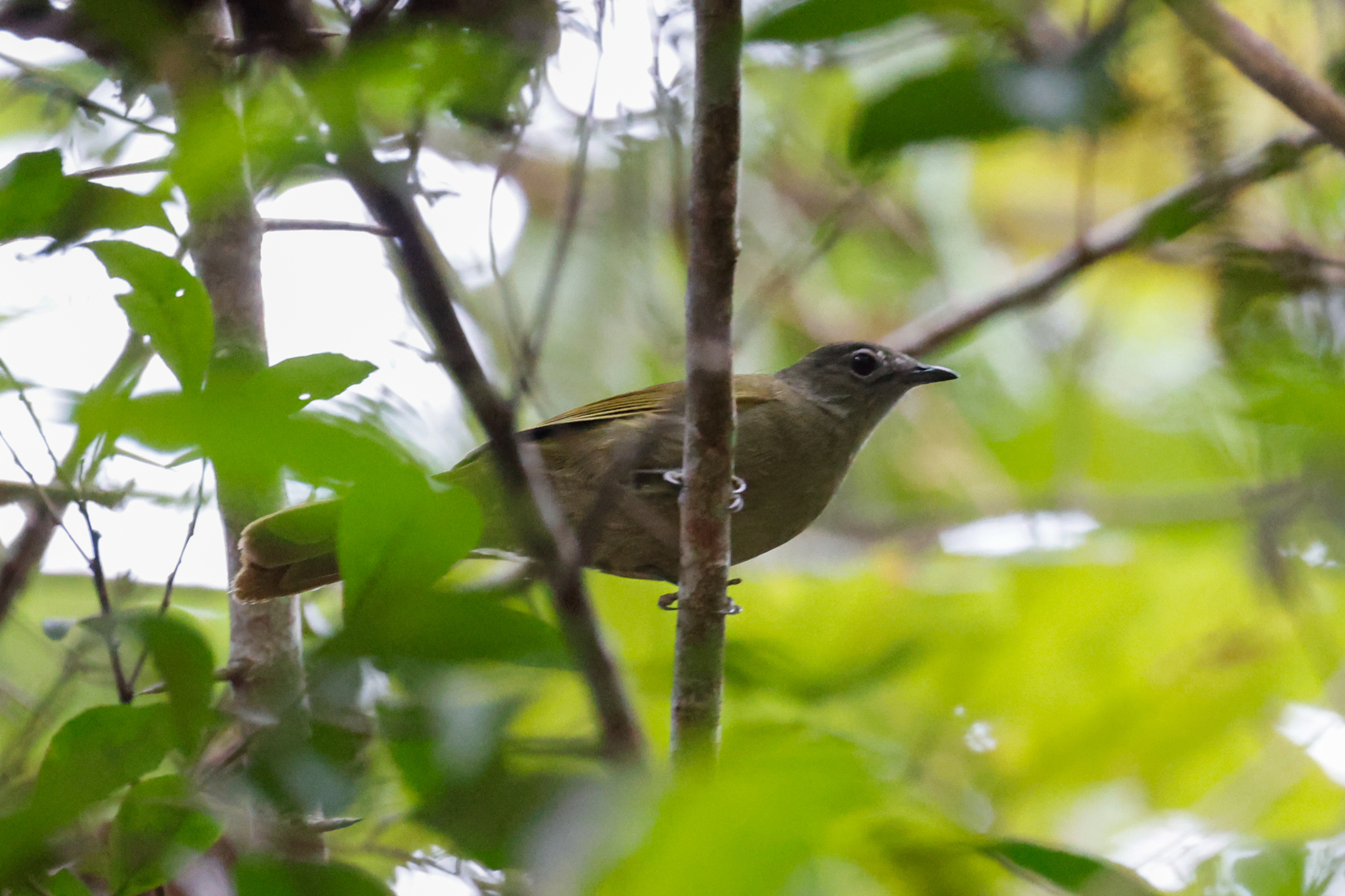 Shelley's Greenbul (Arizelocichla masukuensis), photo 3