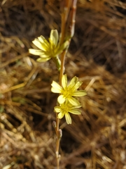 Lactuca saligna