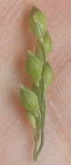 Panicum miliaceum