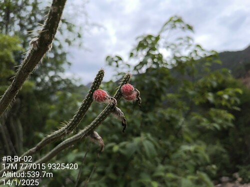 Borzicactus tenuiserpens (Borzicactus tenuiserpens)