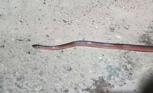 Southeastern Scarlet Snake