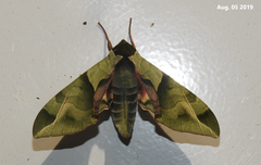 Callambulyx tatarinovii