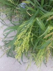 Panicum miliaceum