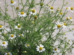 Matricaria