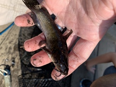 Ameiurus nebulosus