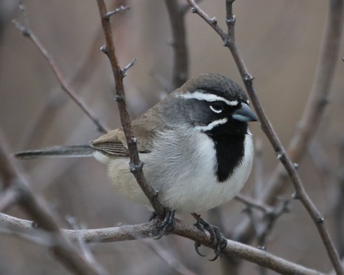 Black-throated Sparrow