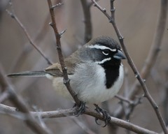 Black-Throated Sparrow photo 3