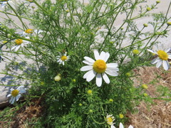 Matricaria