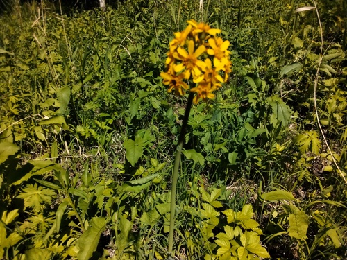 Ligularia glauca, photograph 4
