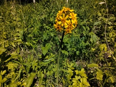 Ligularia glauca, photograph (c) Елена А. Кизилова, some rights reserved (CC BY)