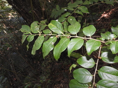 Casearia aculeata