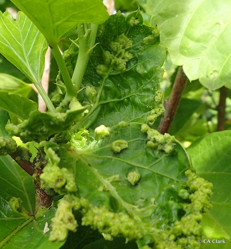 Hibiscus Erineum Mite