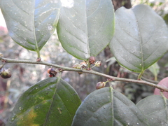 Casearia aculeata