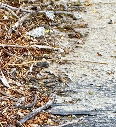 iNaturalist observation photo of Red Coachwhip