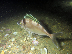 Nemadactylus macropterus