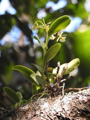 Epidendrum citrosmum