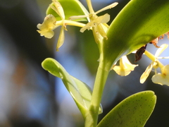 Epidendrum citrosmum