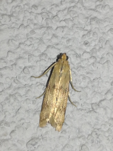 Twin-barred Knot-horn