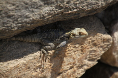 Laudakia stellio stellio