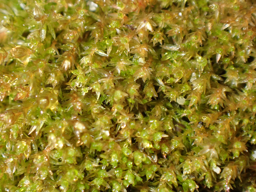 Bryum violaceum