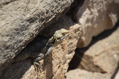 Laudakia stellio stellio