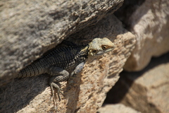 Laudakia stellio stellio
